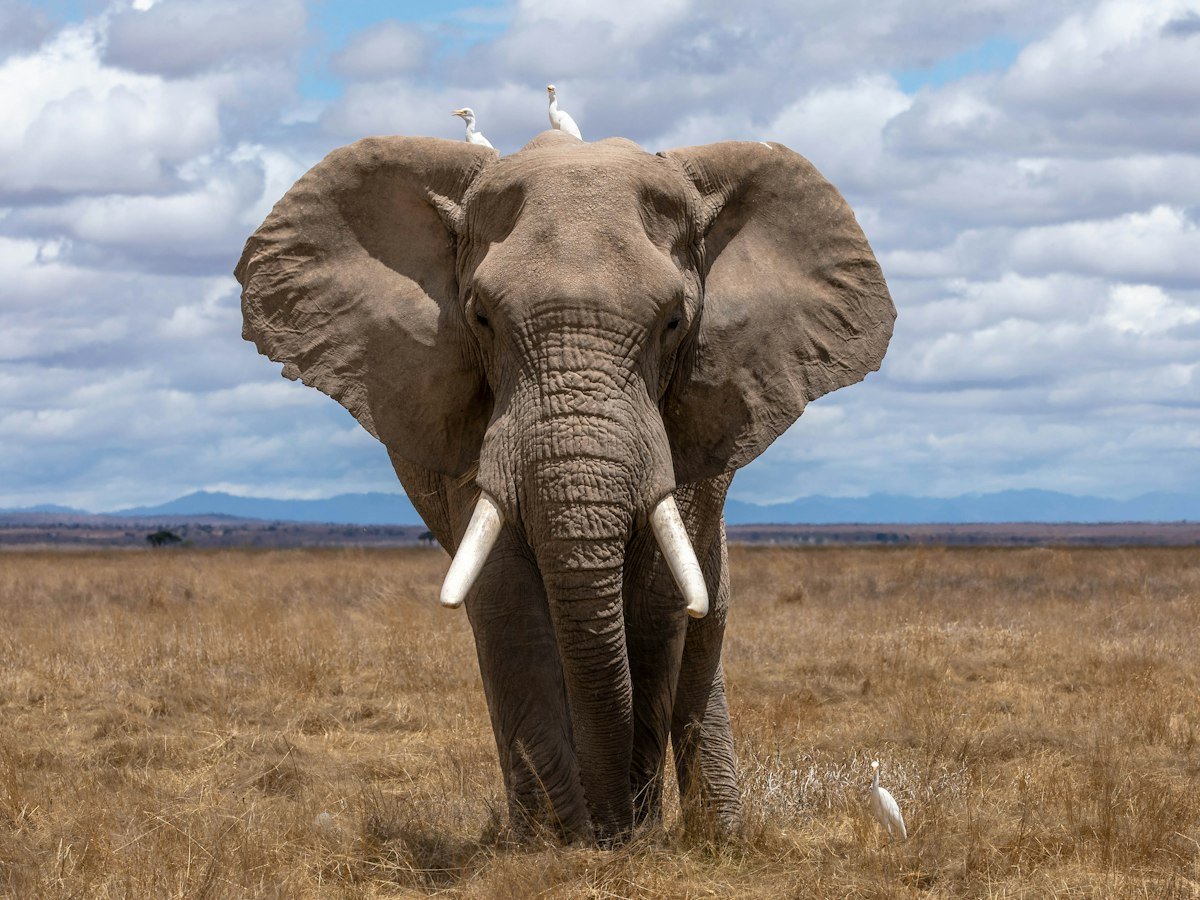 Elephant walking through the grassland on safari