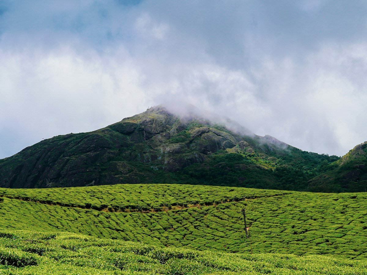 Green tea hills in the Western Ghats of South India